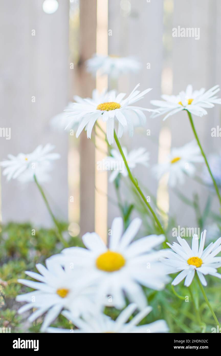 Pâquerettes fleuries dans le jardin en été Banque D'Images