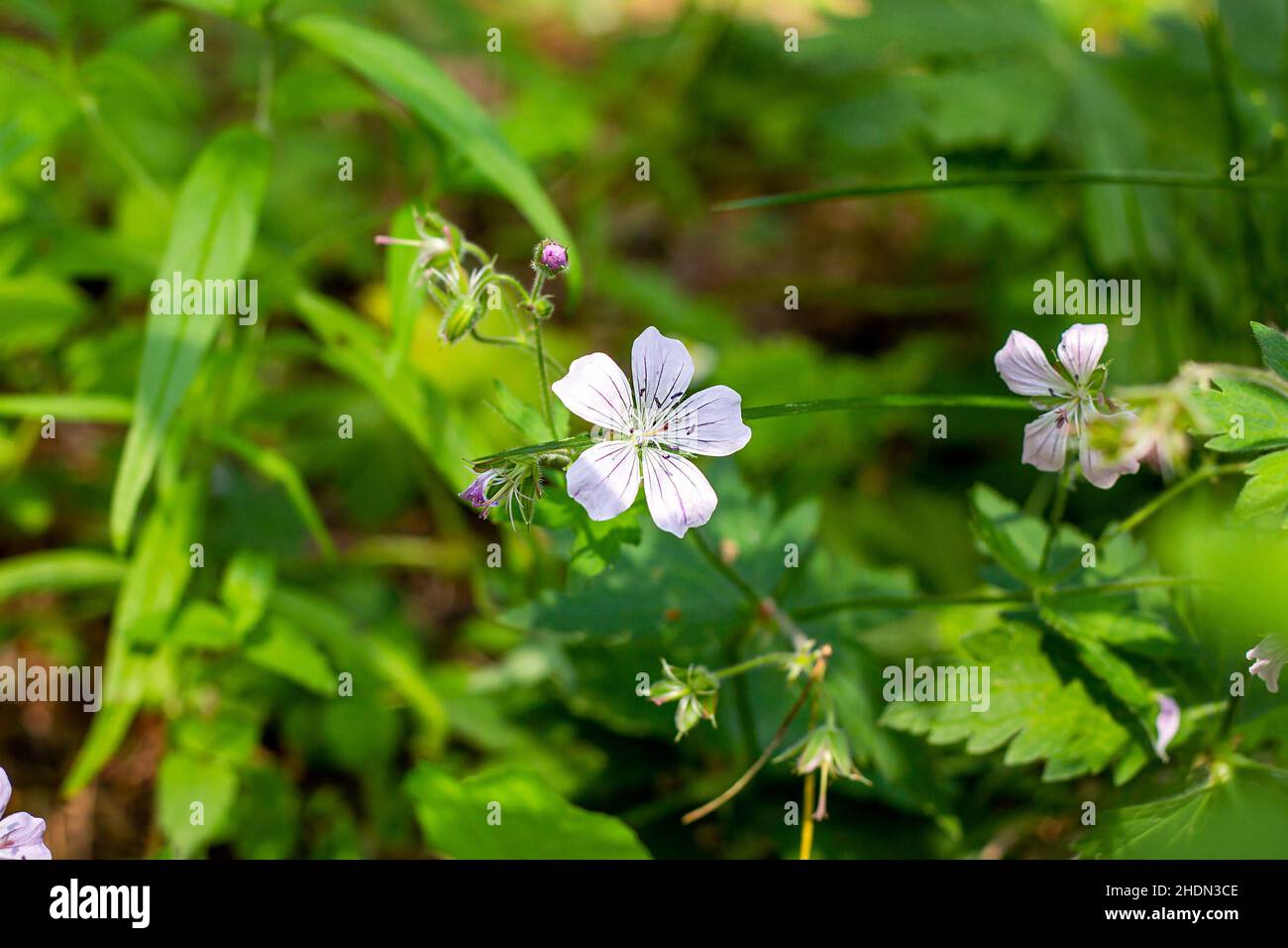 Le géranium de la forêt blanche (Geranium sylvaticum) plante des fleurs au printemps sur fond vert vif. Banque D'Images