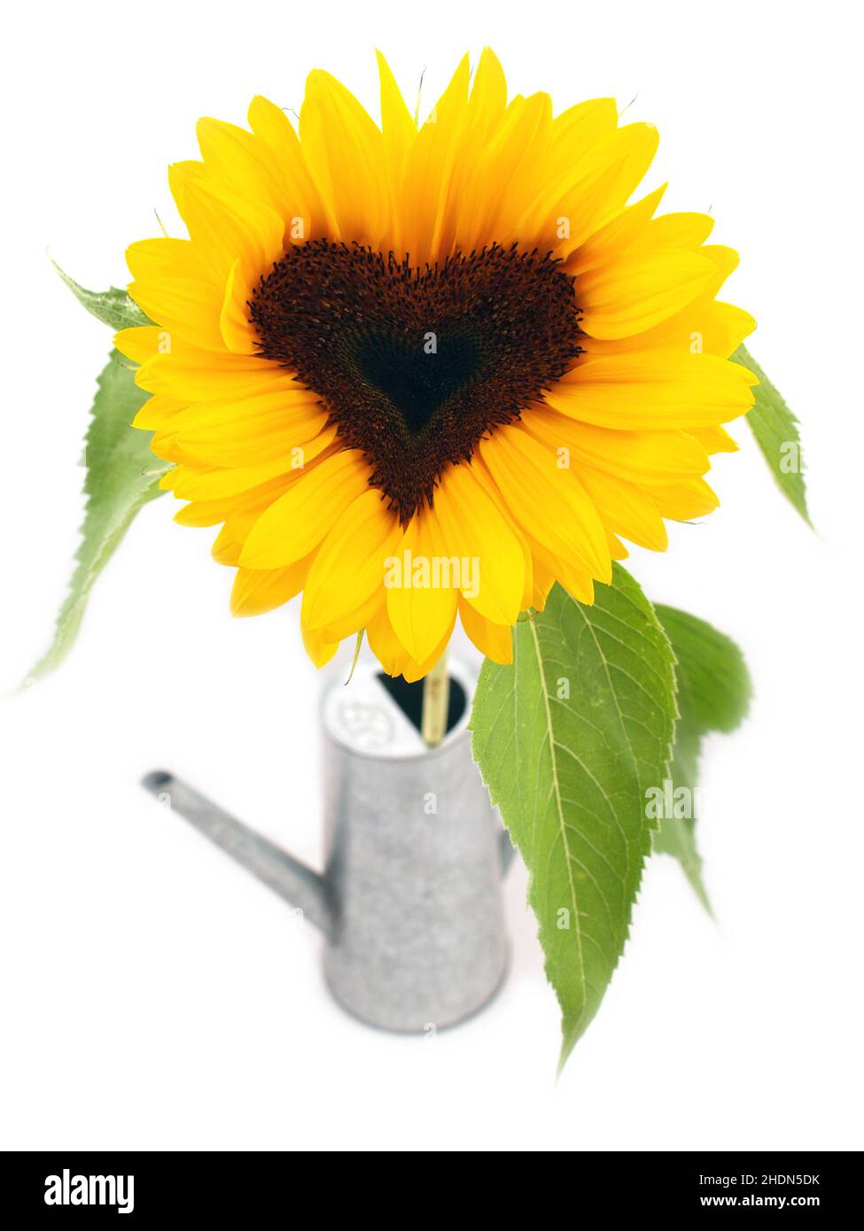 tournesol, forme de coeur, tournesol, forme de coeur Banque D'Images