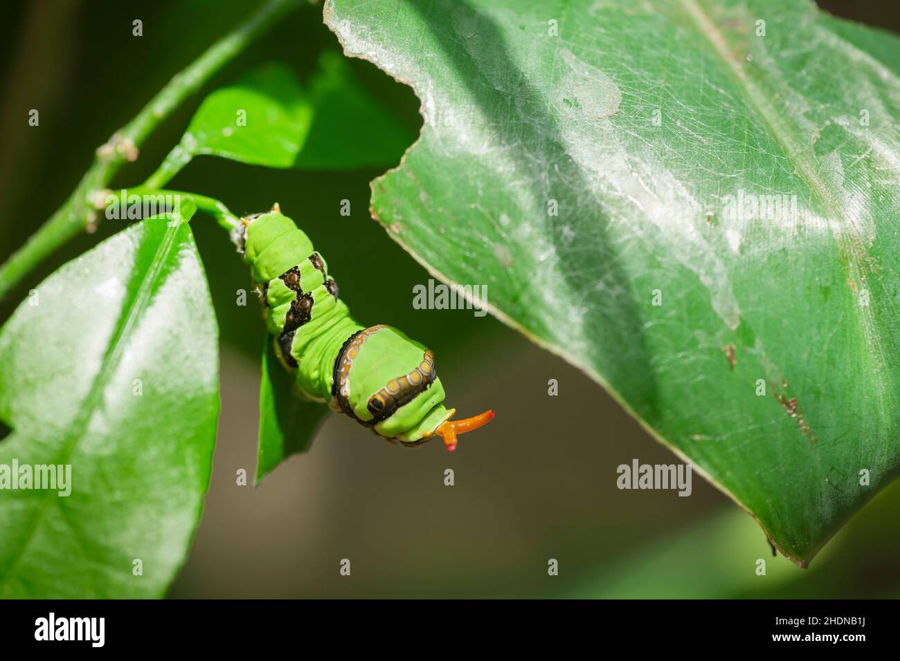 caterpillar, piliers de chenilles Banque D'Images