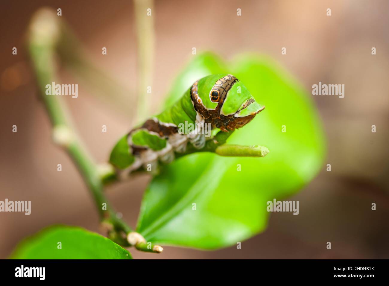 caterpillar, piliers de chenilles Banque D'Images