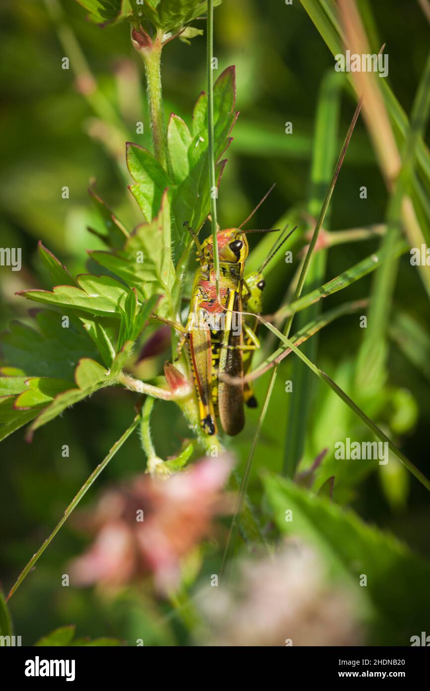 Le criquet grande Banque D'Images