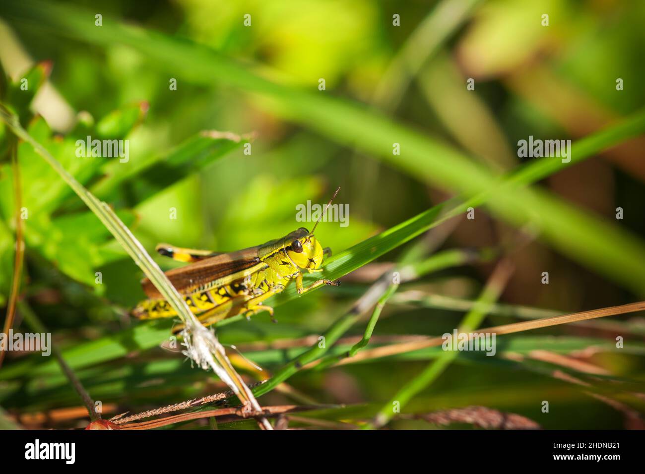 Le criquet grande Banque D'Images