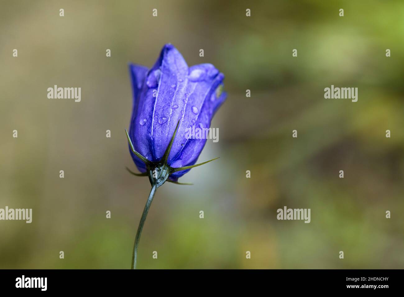 filigree, campanula, filigrees, campanules Banque D'Images