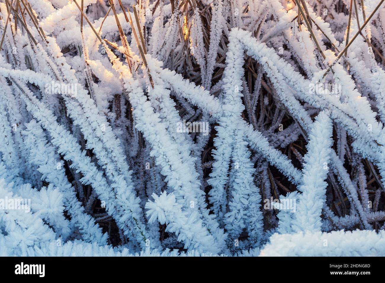 surgelés, roseau, cristaux de glace, grenouzens, roseaux,cristal de glace Banque D'Images