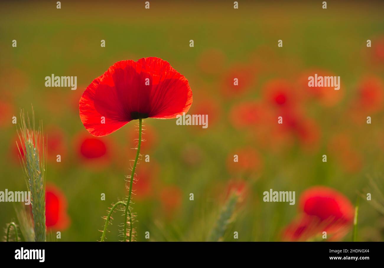 coquelicots, coquelicots Banque D'Images