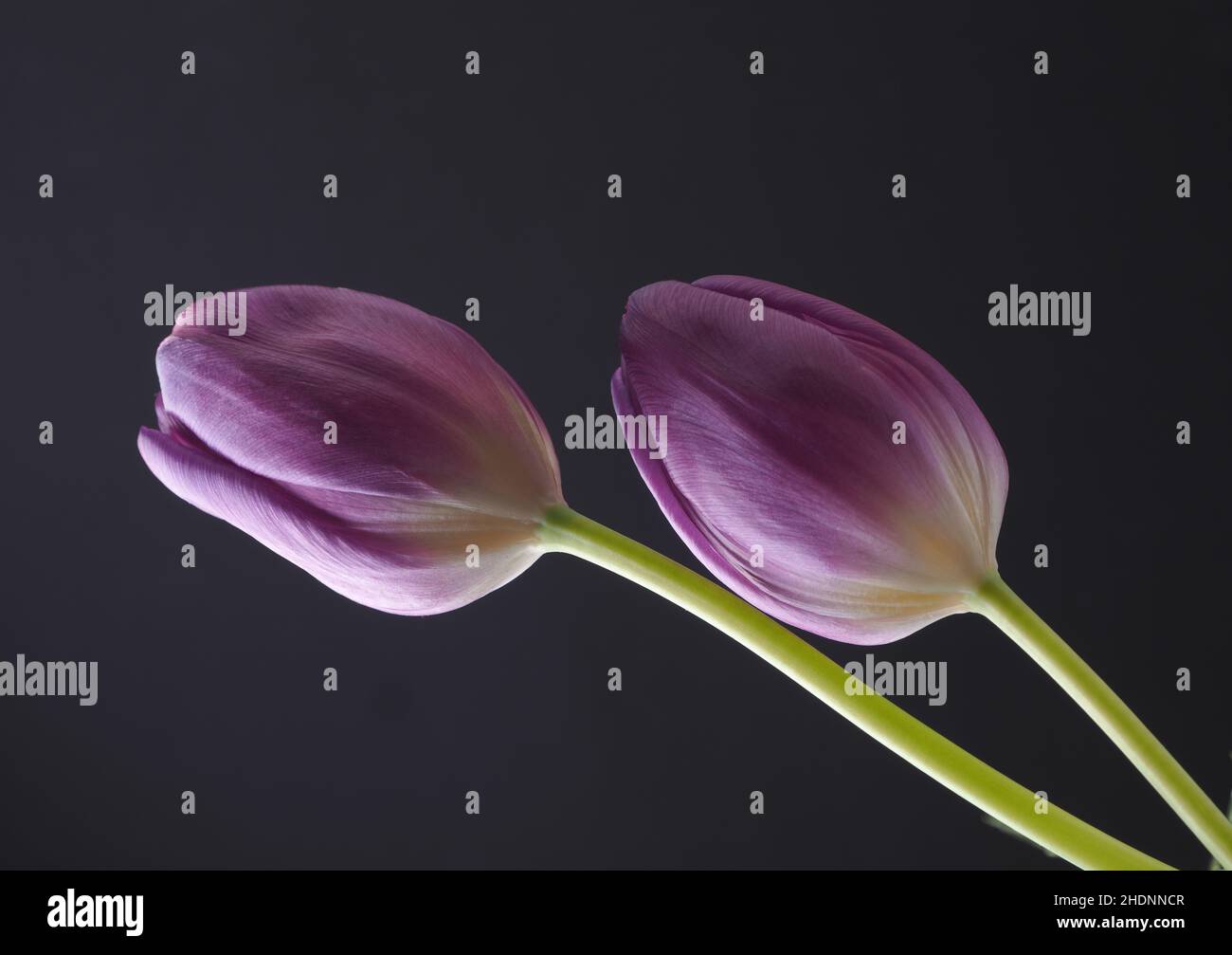 tulipes, tulipes Banque D'Images