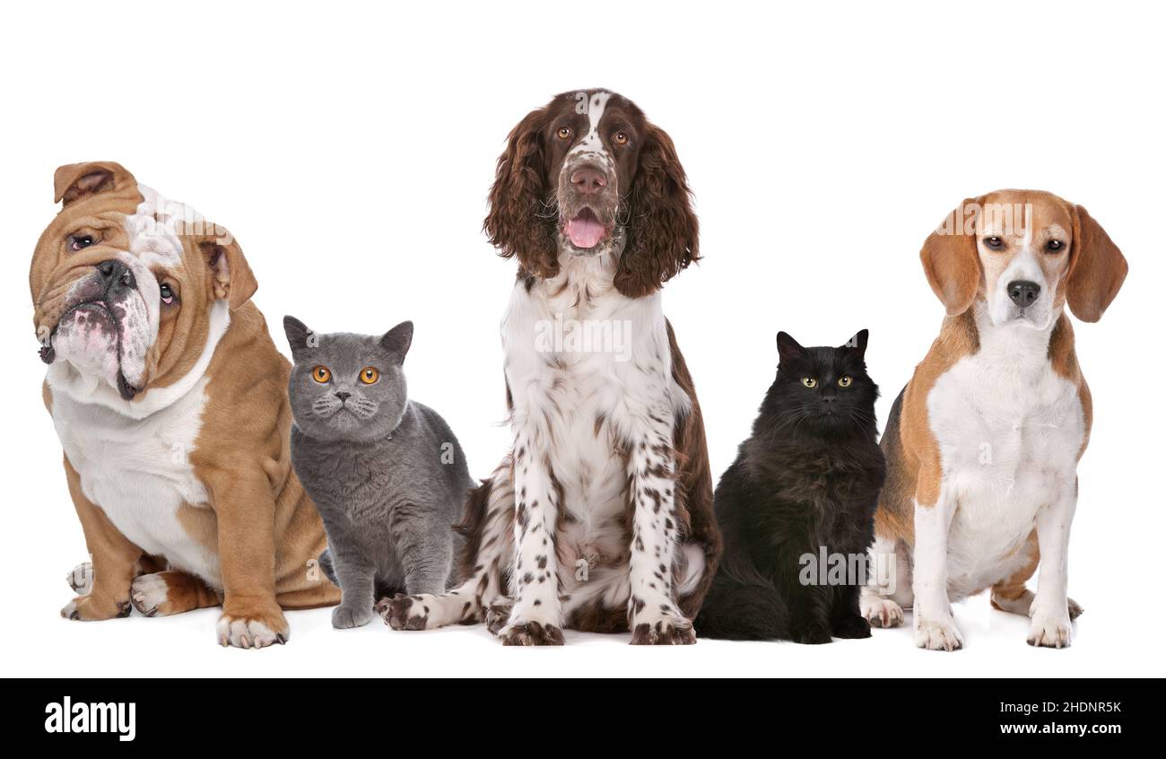 chat, chien, chats, chiens Banque D'Images