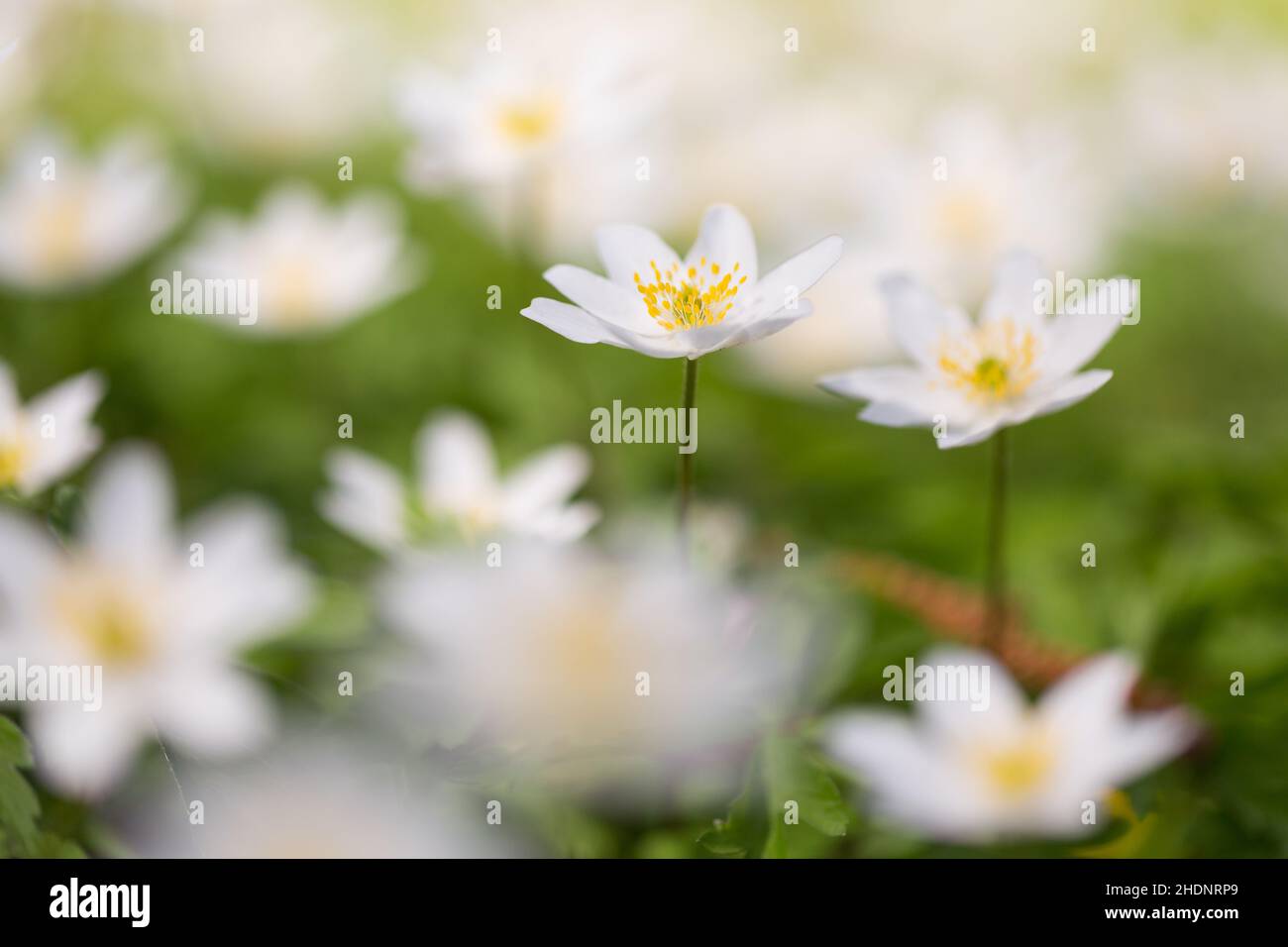 fleurs, filigrees, fleurs, filigrees Banque D'Images