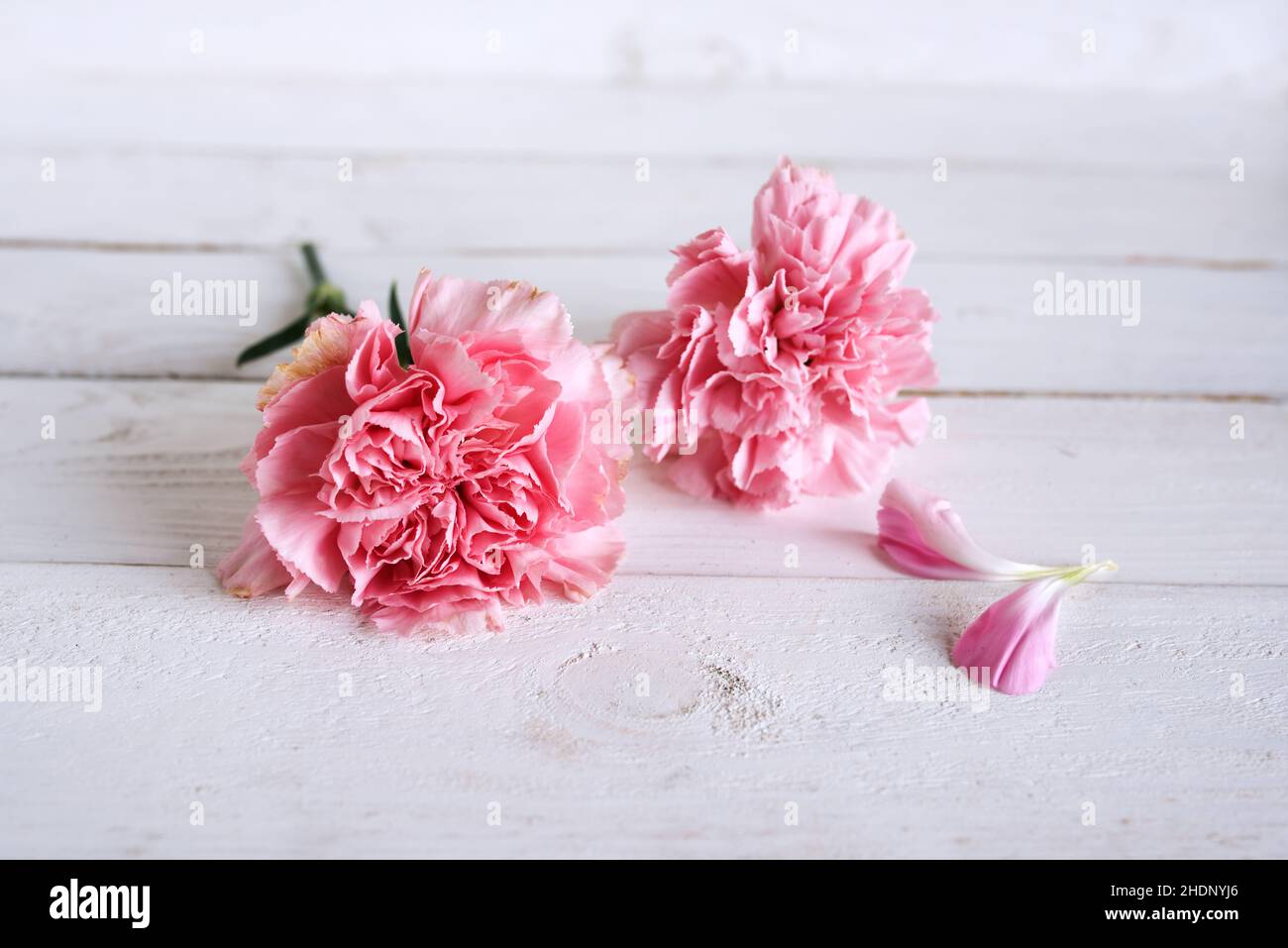 œillets, pastel, pastels Banque D'Images