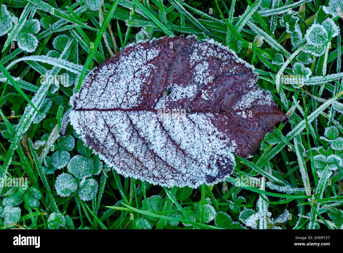 rime sur une feuille dans l'herbe - une seule feuille gelée - macro Banque D'Images