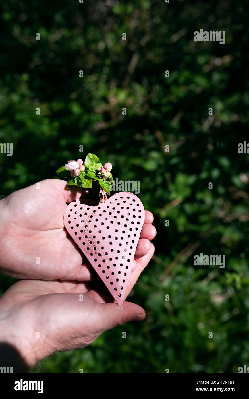 fête des mères, soins, remerciement, fête des mères, soins,gratitude, merci Banque D'Images