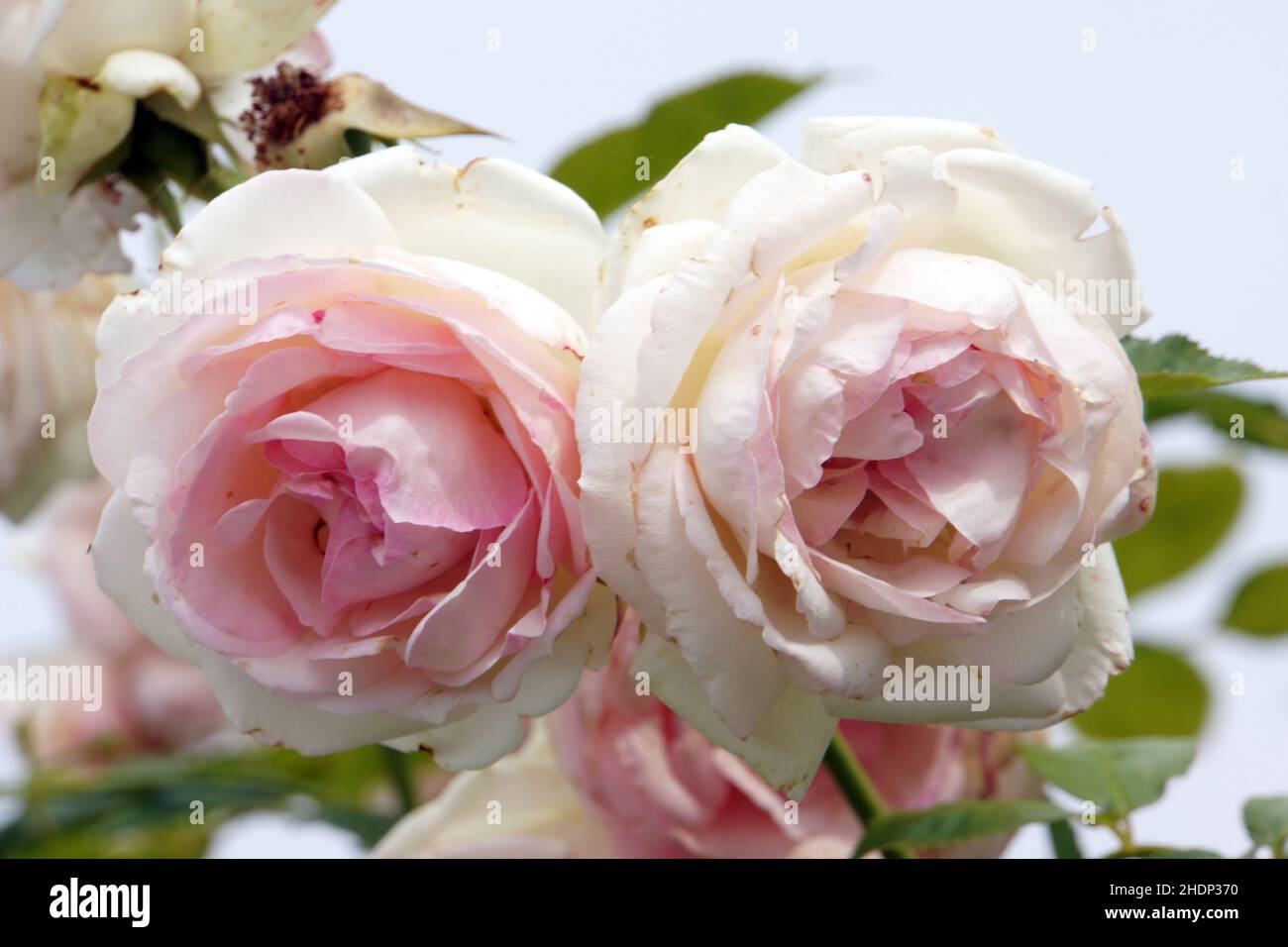 rose arbuste, roses Banque D'Images