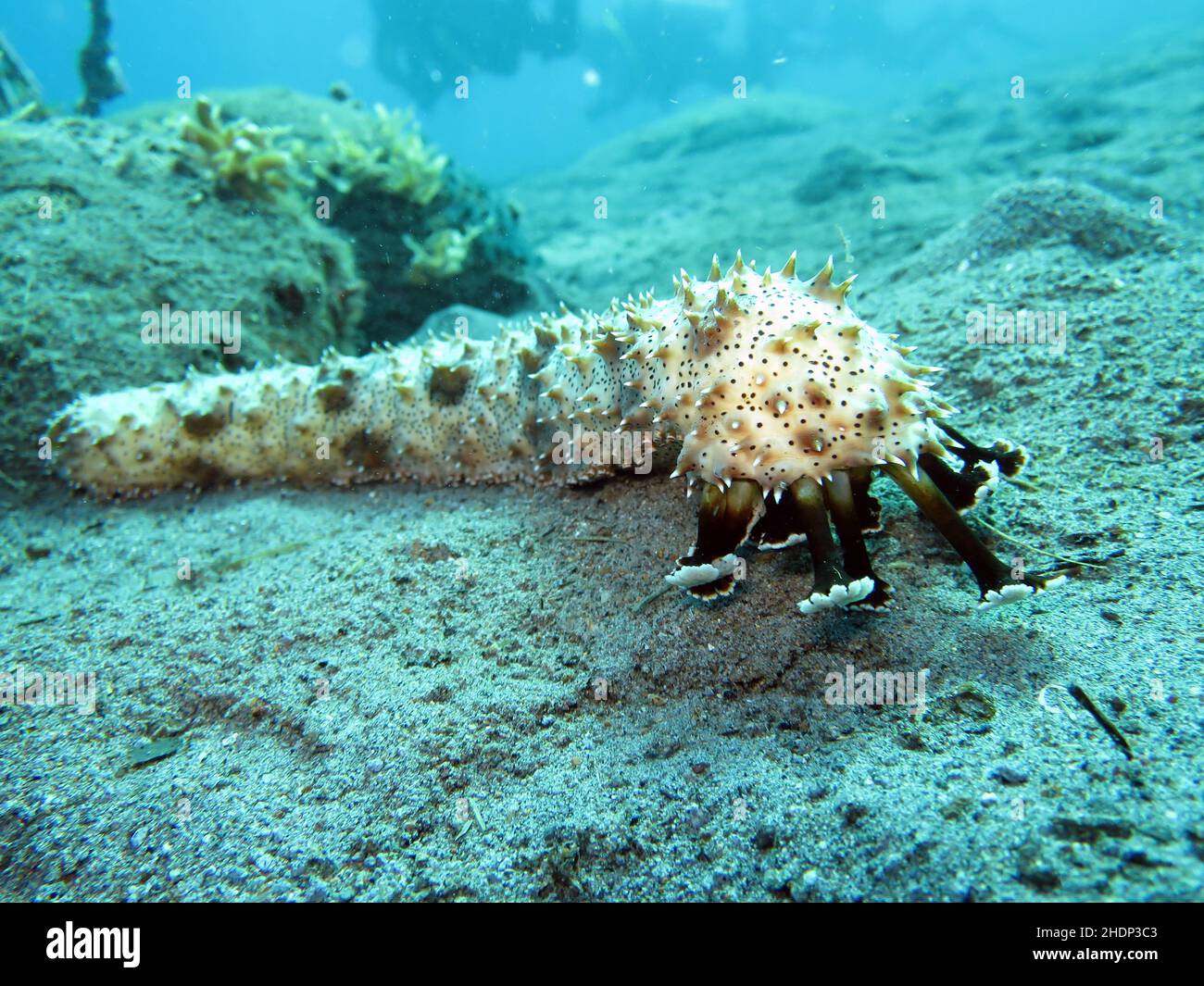 Pearsonothuria Banque D'Images