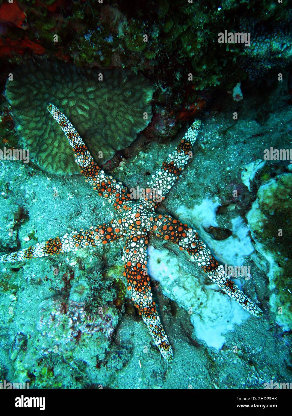 starfish, étoiles de mer Banque D'Images