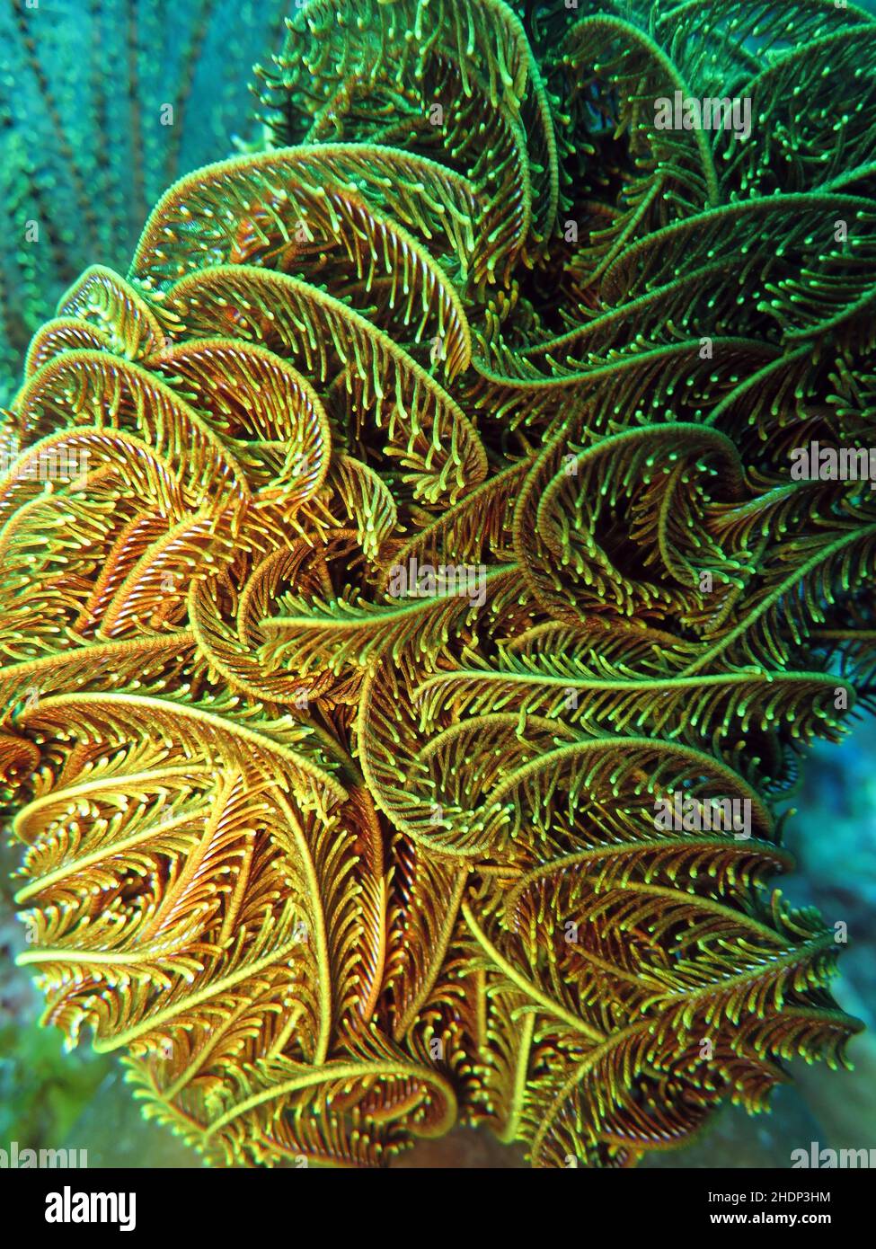 étoile de plume, himerometra robustipinna Banque D'Images