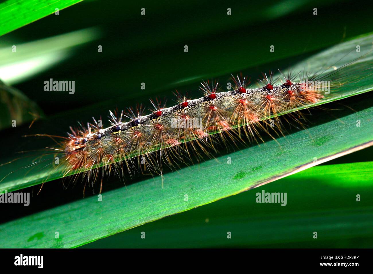 chenille, papillon, chenilles, papillons gitans Banque D'Images