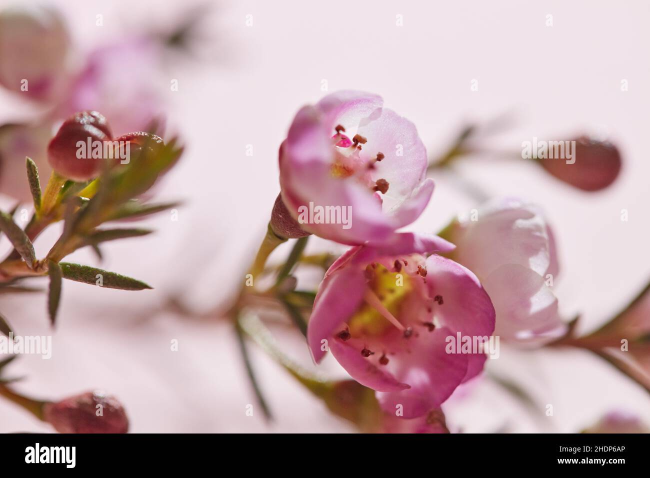 fleurs, filigrees, fleurs, filigrees Banque D'Images