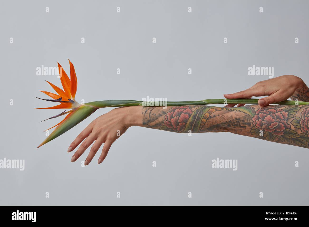 Tatouage Oiseau Du Paradis Fleur tatouage, oiseau de paradis, floral, tatouages, oiseau de paradis,fleurs  Photo Stock - Alamy