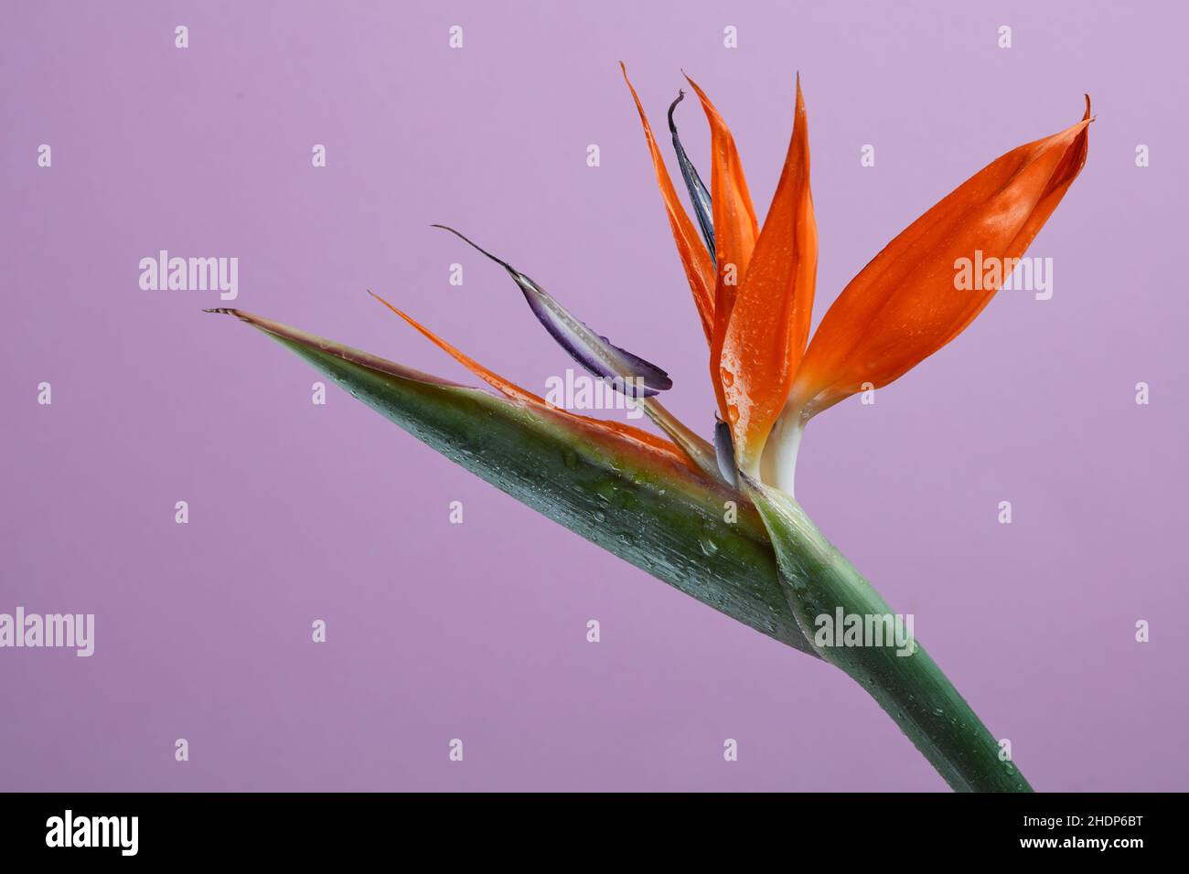 filigree, strelitzia, filigrees, strelitzias Banque D'Images