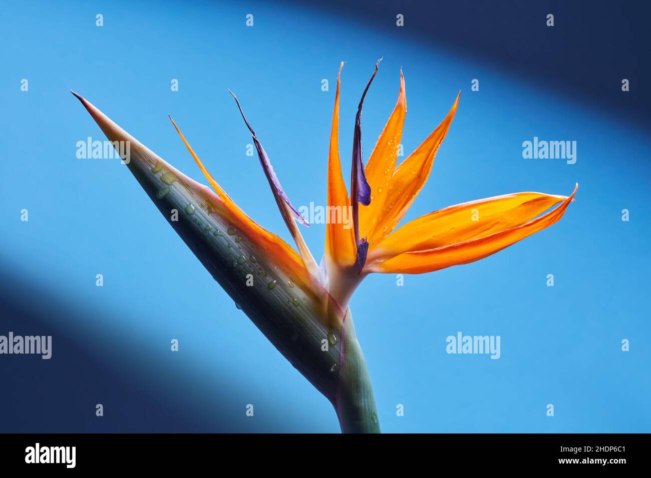 fleurs, filigrane, oiseau de paradis, fleurs, filigrees,oiseau de paradis Banque D'Images