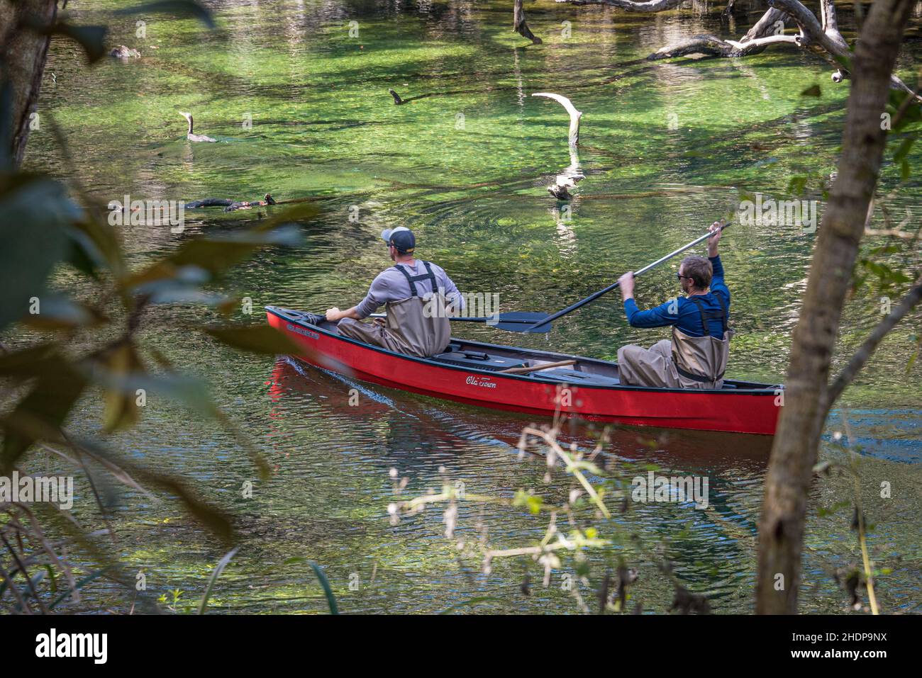 Canoéistes pagayant le long des eaux émeraudes de Blue Spring Run au parc national de Blue Spring dans le comté de Volusia, en Floride.(ÉTATS-UNIS) Banque D'Images