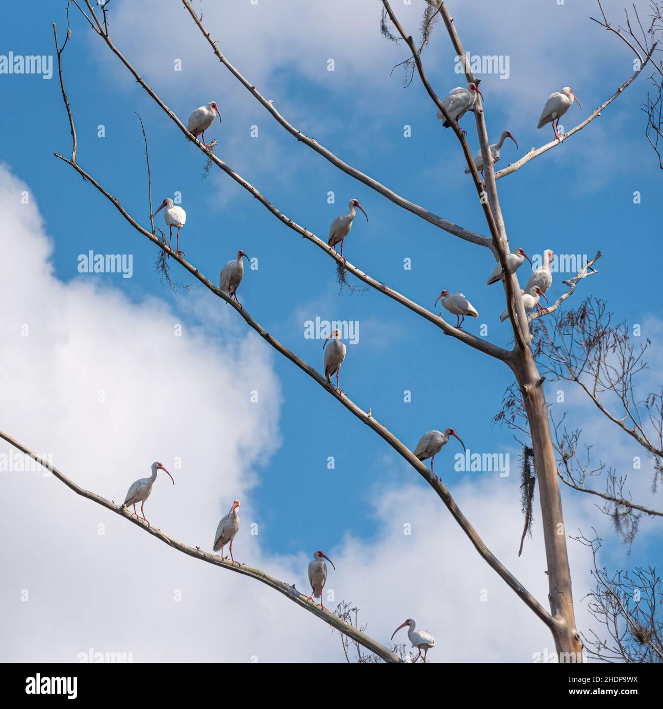 Ibises blanches (Eudocimus albus) perchées sur des membres d'arbres le long de la rivière St. Johns, dans le centre de la Floride.(ÉTATS-UNIS) Banque D'Images