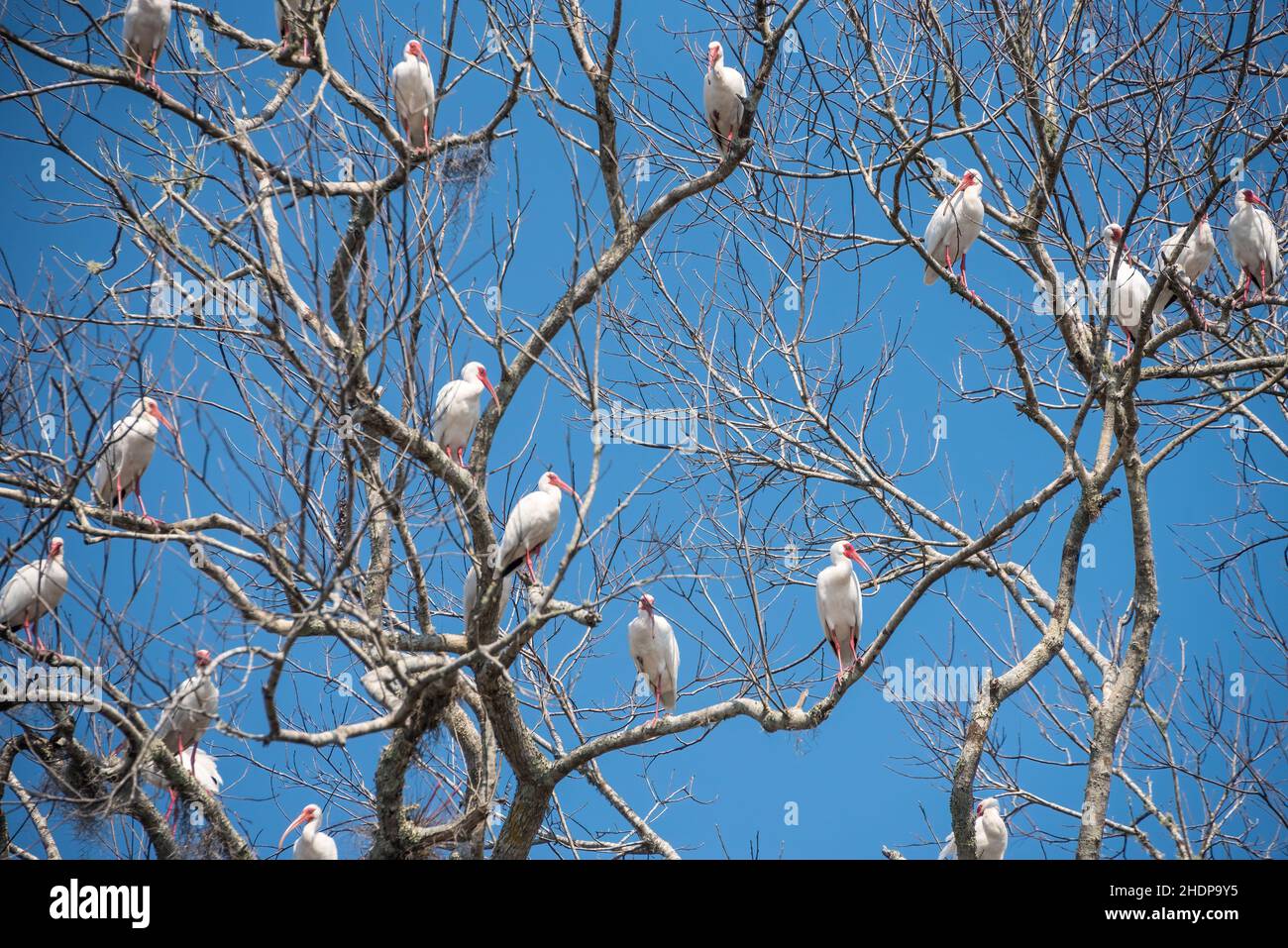 Ibises blanches (Eudocimus albus) perchées sur des membres d'arbres le long de la rivière St. Johns, dans le centre de la Floride.(ÉTATS-UNIS) Banque D'Images
