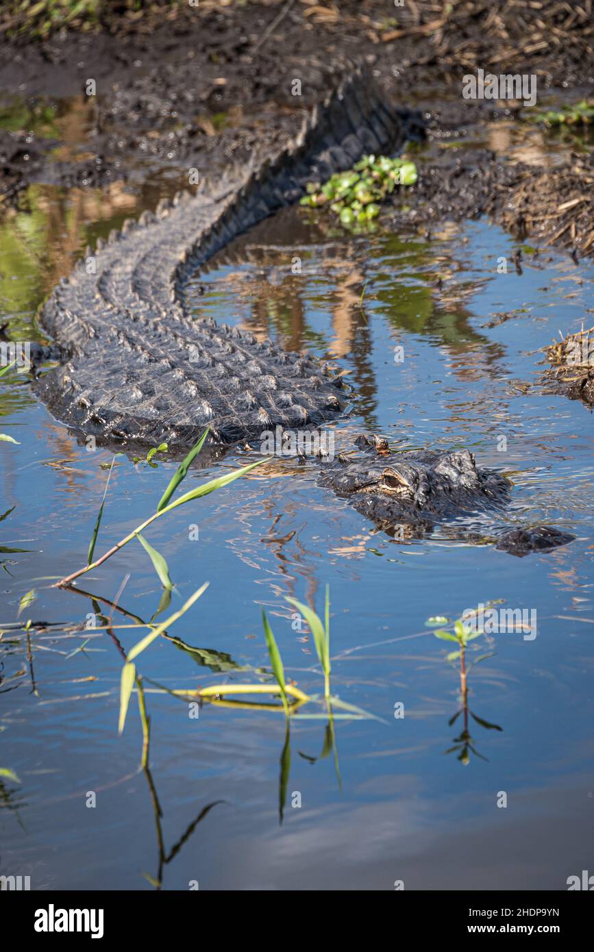 Alligator américain (Alligator mississippiensis) le long de la rive de la rivière St. Johns, près du parc national Blue Spring, dans le comté de Volusia, en Floride.(ÉTATS-UNIS) Banque D'Images
