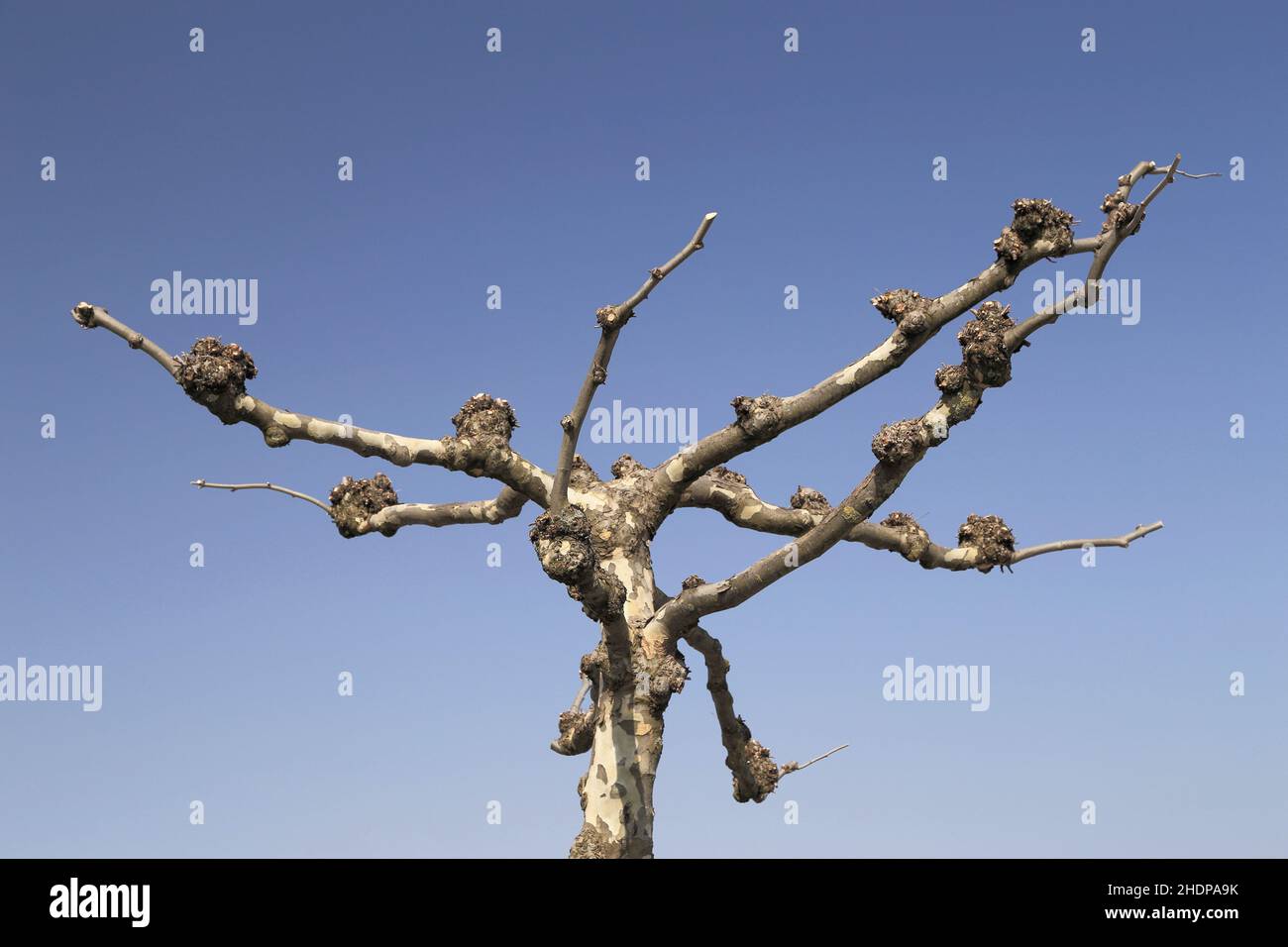 complètement chauve, plan de feuilles d'érable, complètement baldes Banque D'Images