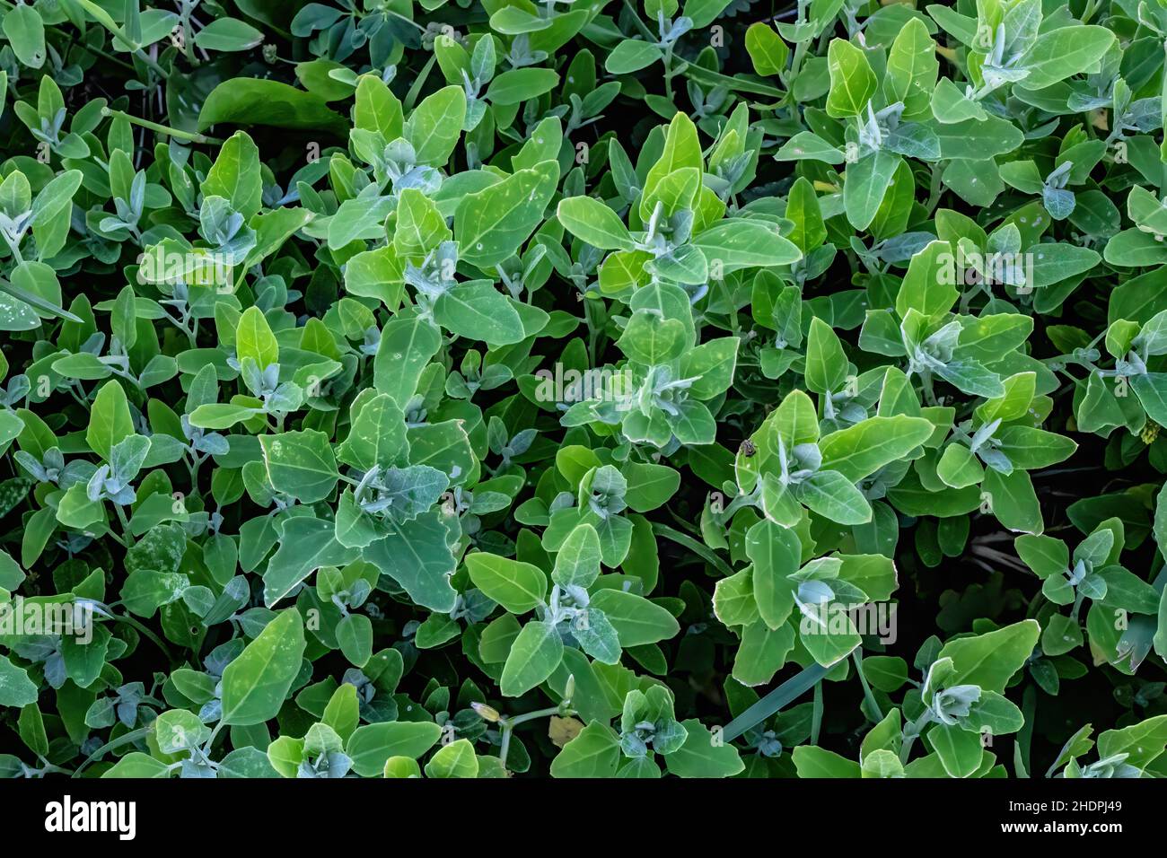 Le quartier de l'agneau est une plante comestible et l'une des mauvaises herbes les plus courantes dans les cours, les jardins et les champs de jachère.Il est connu sous le nom d'épinards sauvages. Banque D'Images