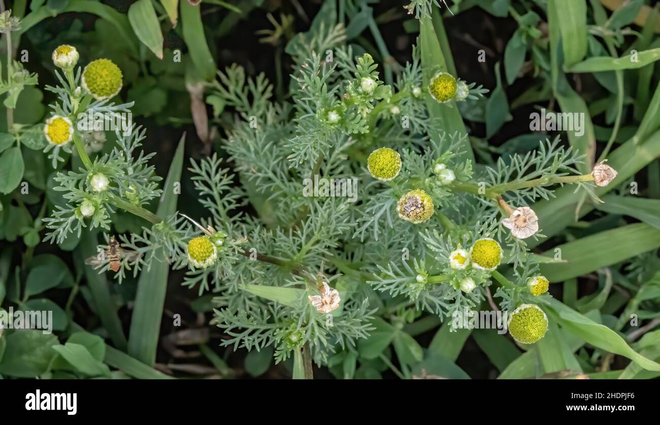 L'herbe d'ananas est une plante comestible qui dégage une odeur d'ananas lorsqu'elle est écrasée. Banque D'Images