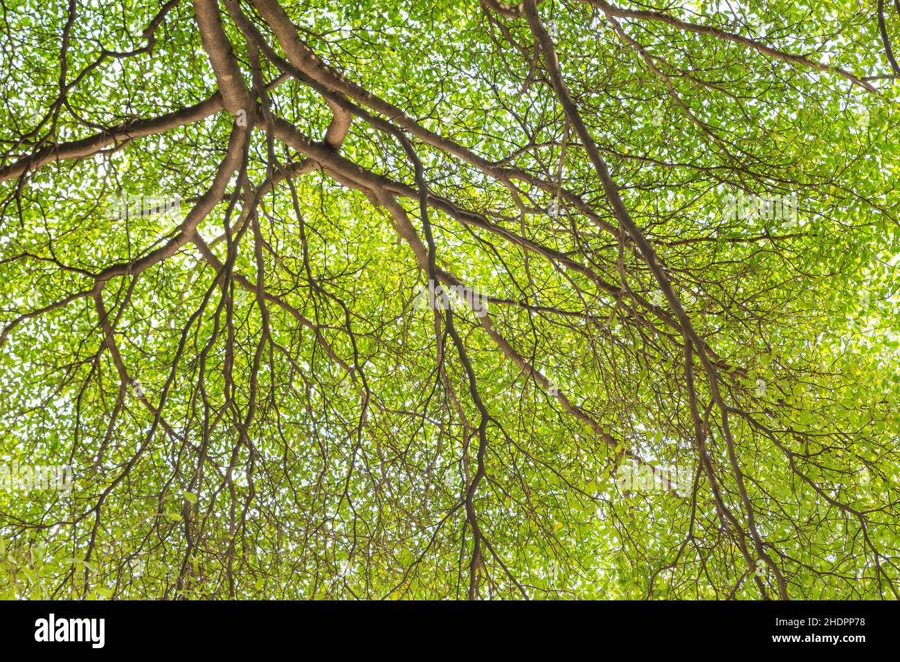 Détail des branches d'arbre avec fond vert Banque D'Images