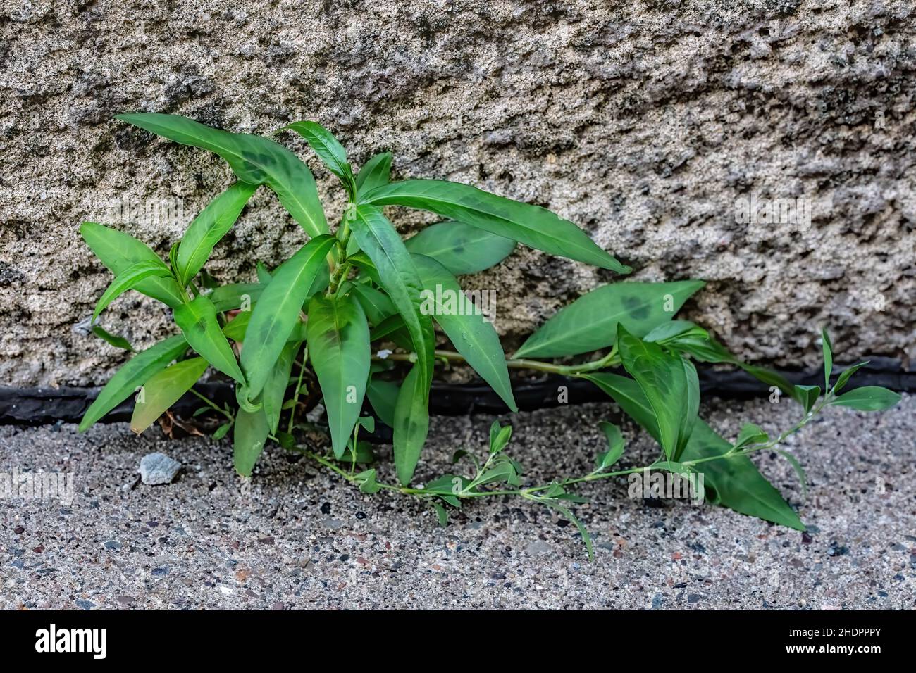 Le pouce de la dame; une plante comestible et médicinale. Banque D'Images