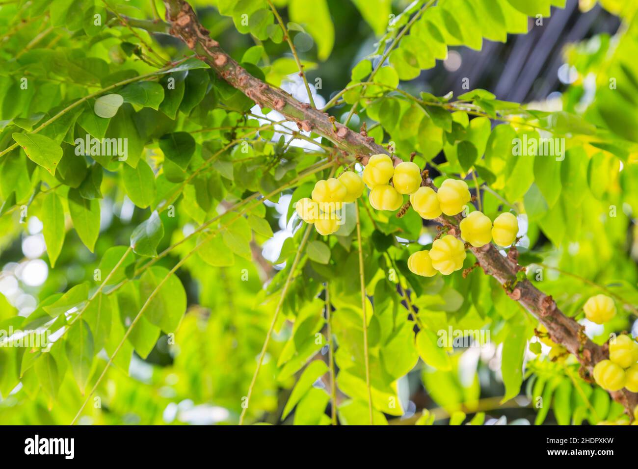 Arbre de groseilles à maquereau sur fond de feuilles vertes Banque D'Images