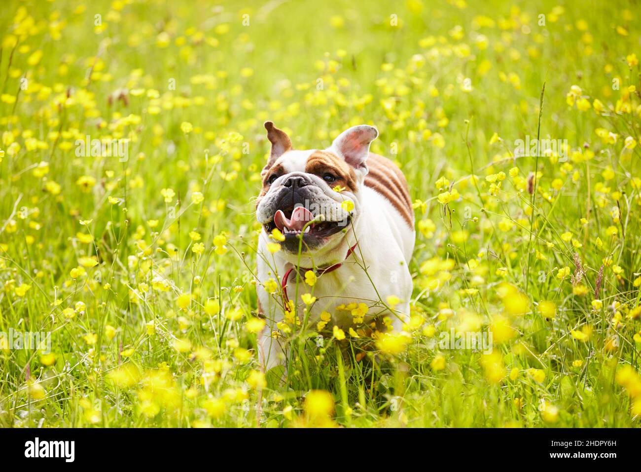 course à pied, chien, boudogue, jogging, chiens,bulldogs Banque D'Images