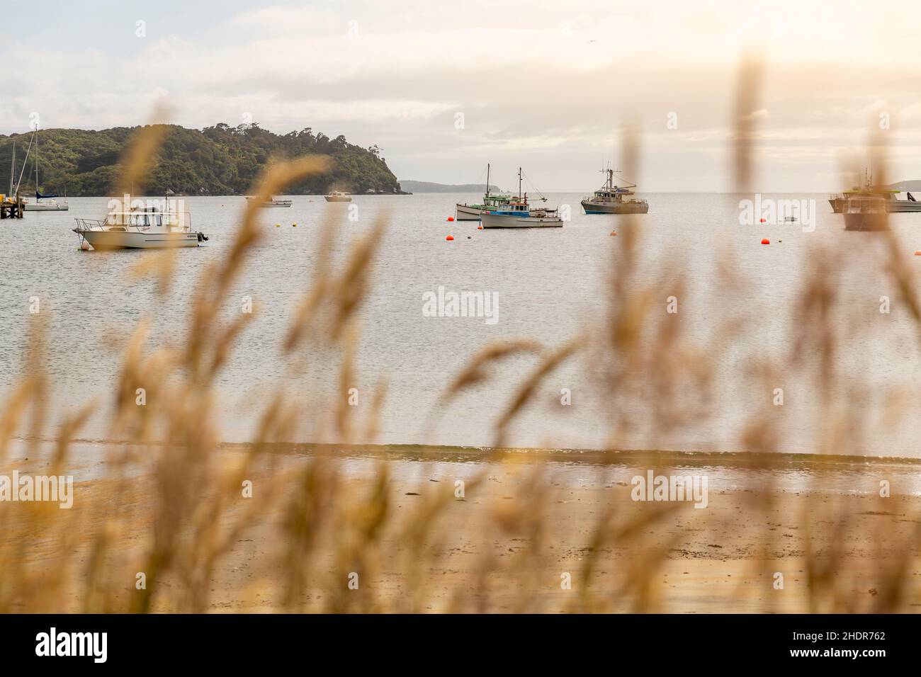 Vue sur les bateaux de pêche de la baie de Halfmoon depuis Oban, île Stewart, Nouvelle-Zélande Banque D'Images