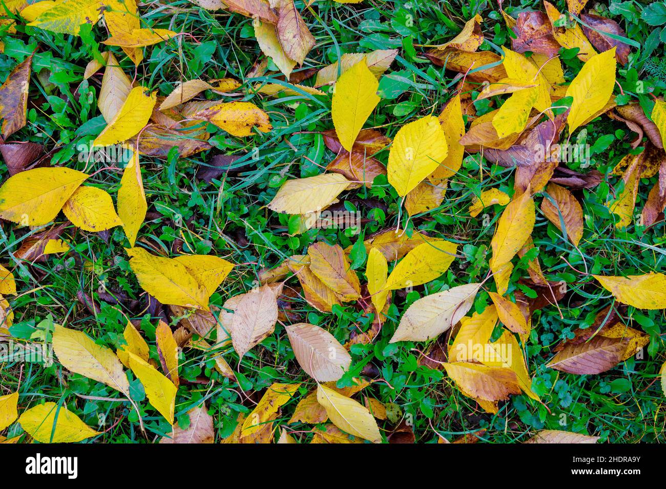 Feuilles d'automne jaunes tombées sur l'herbe verte. Banque D'Images