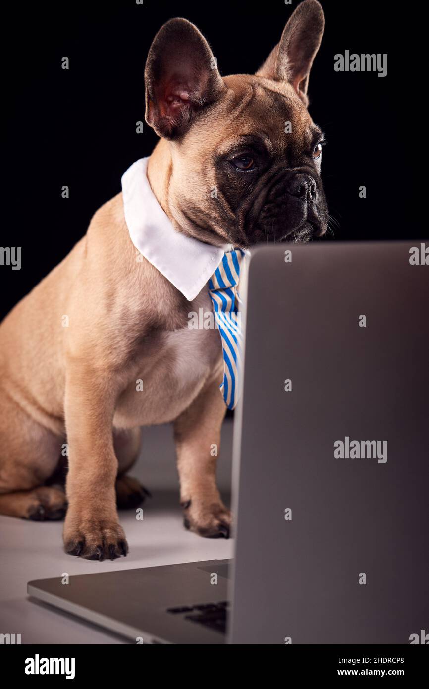 ordinateur portable, bulldog français, bureau à domicile, ordinateur,  ordinateurs,ordinateurs portables, bouldogs français Photo Stock - Alamy