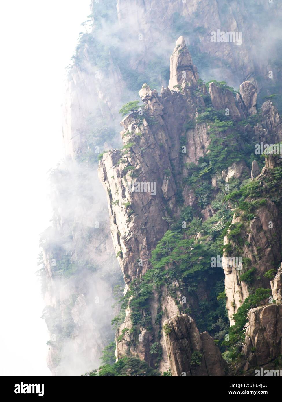 brouillard, huang shan, porcs Banque D'Images