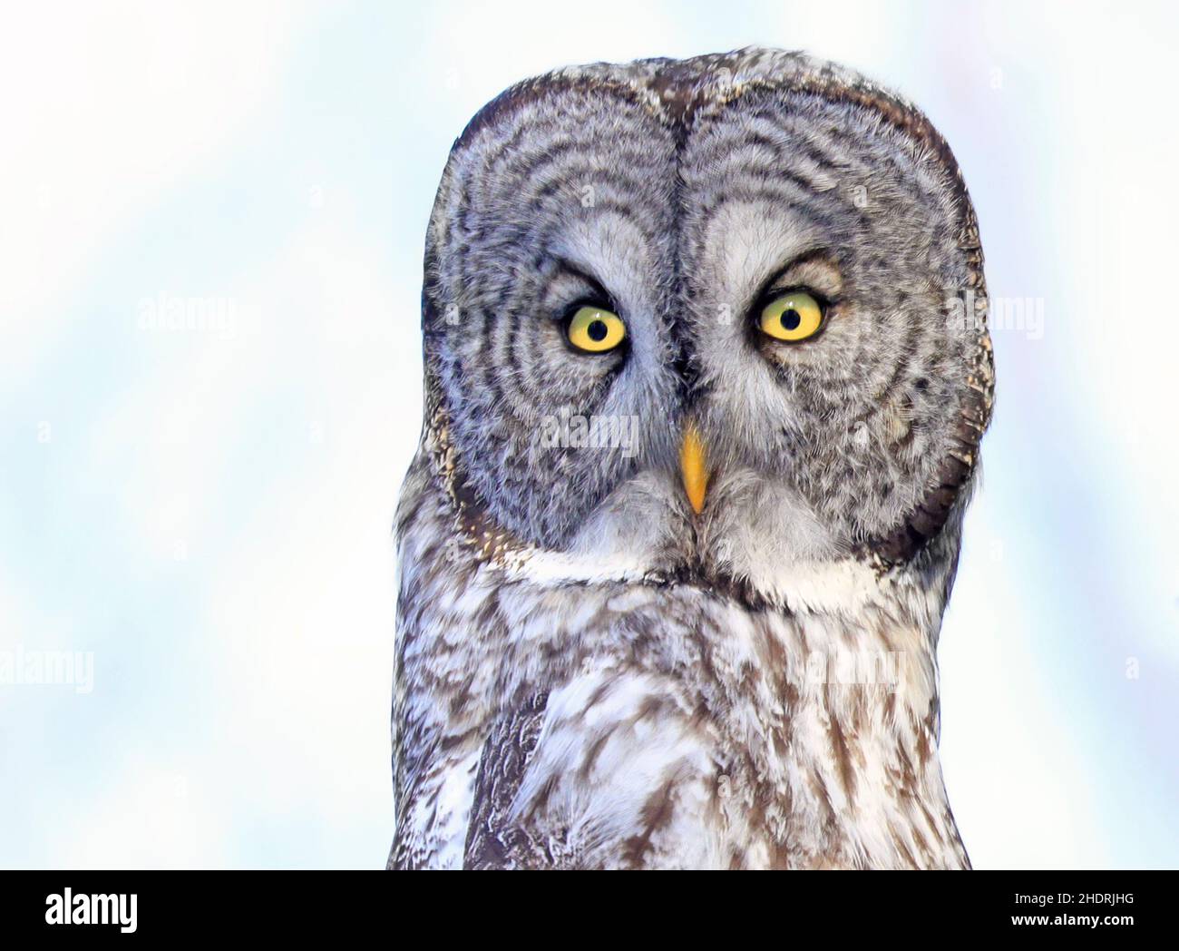 Grand hibou gris assis sur une branche d'arbre dans la forêt, Québec, Canada Banque D'Images