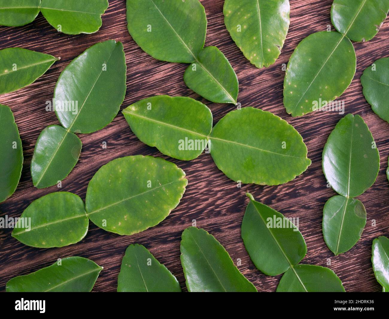 feuilles, feuilles de kaffir lime, feuilles Banque D'Images