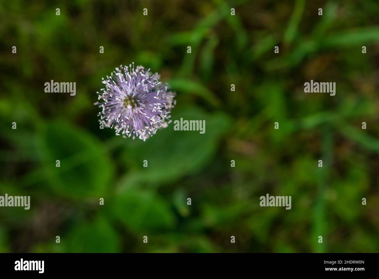 fleurs, filigrees, fleurs, filigrees Banque D'Images