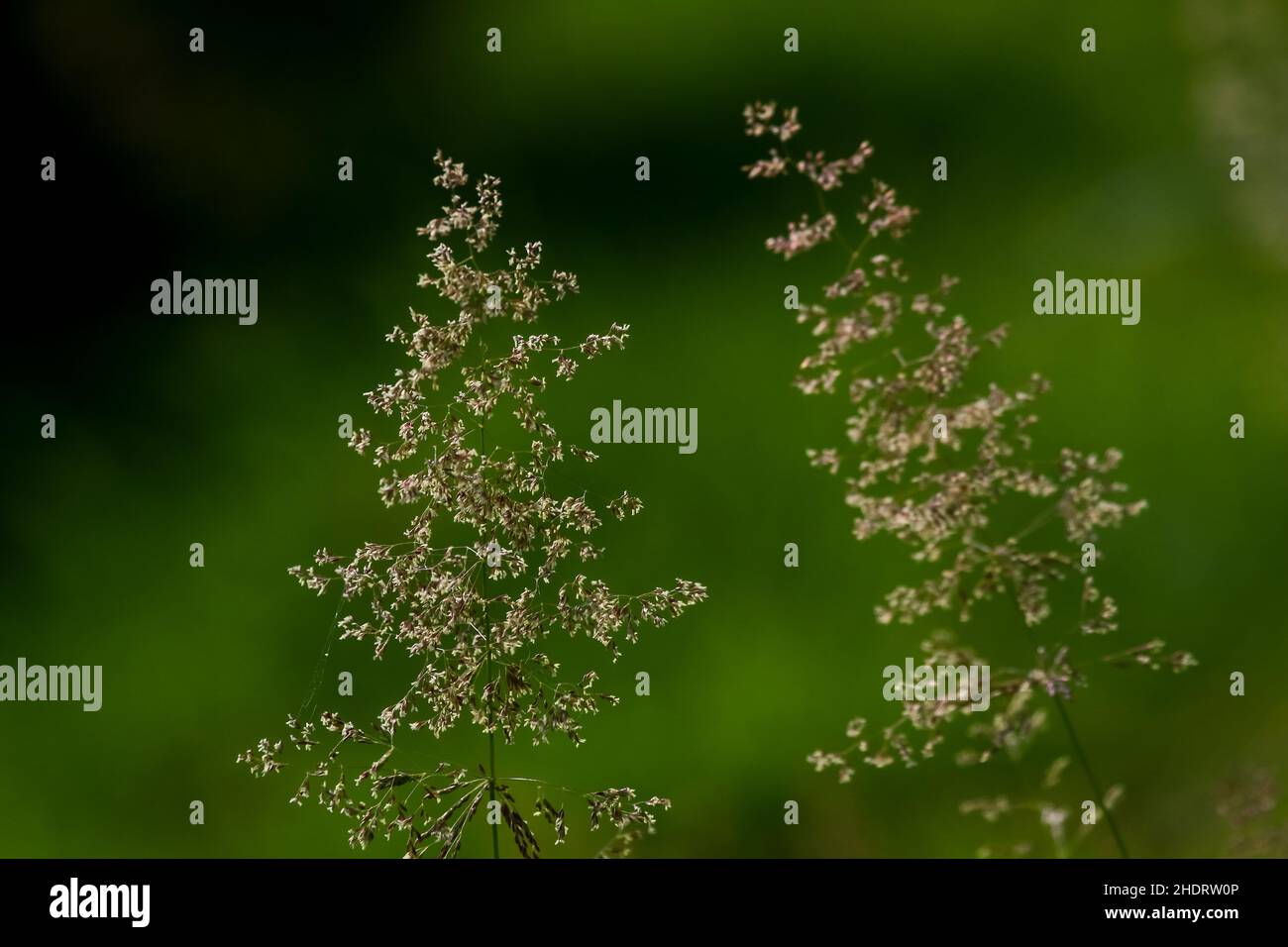 herbes, filigrees, filigrees Banque D'Images