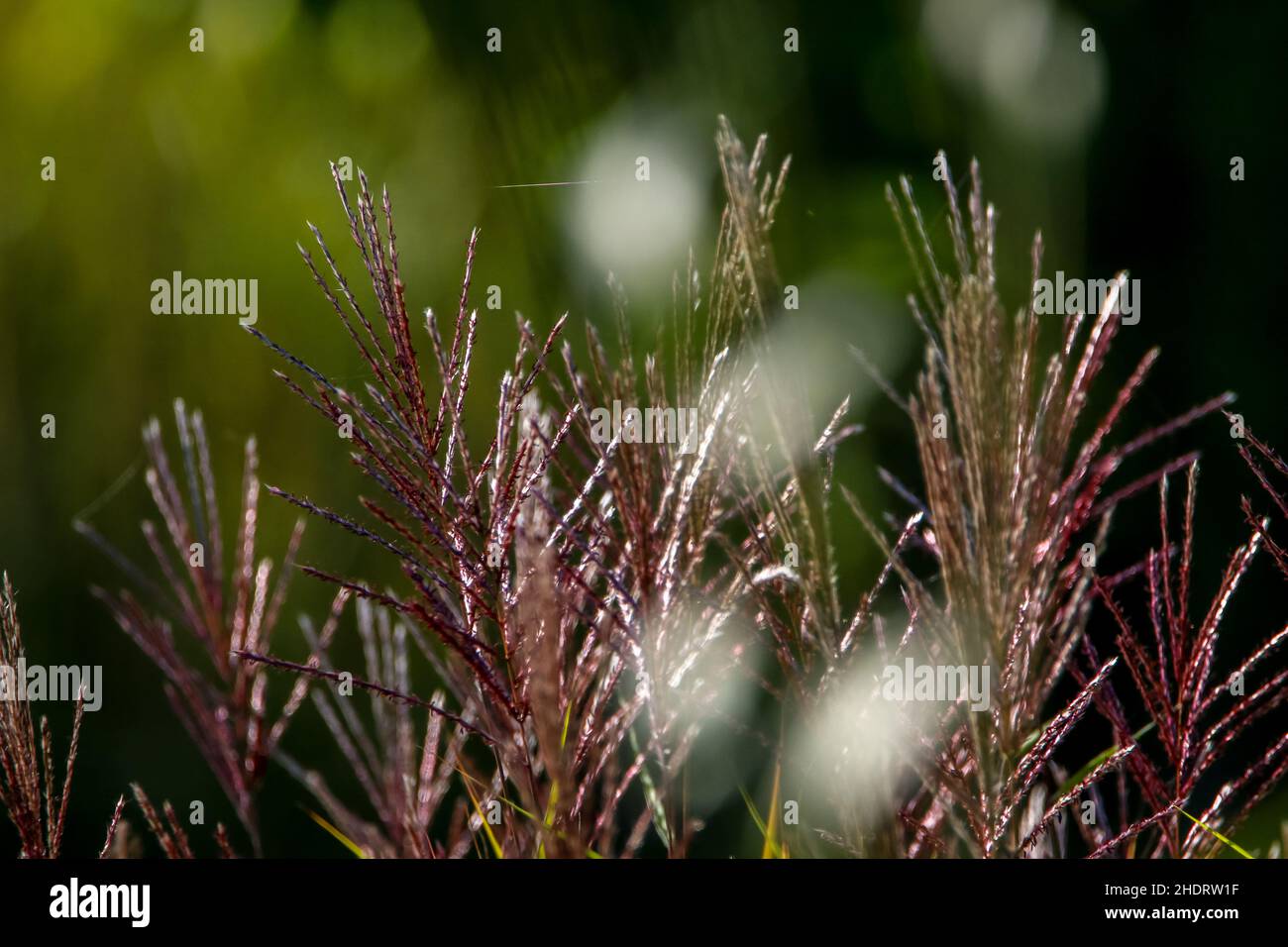 graminées Banque D'Images