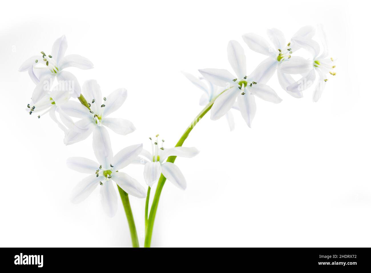 printemps, filigrane, fleur de printemps, viligues, fleurs de printemps Banque D'Images