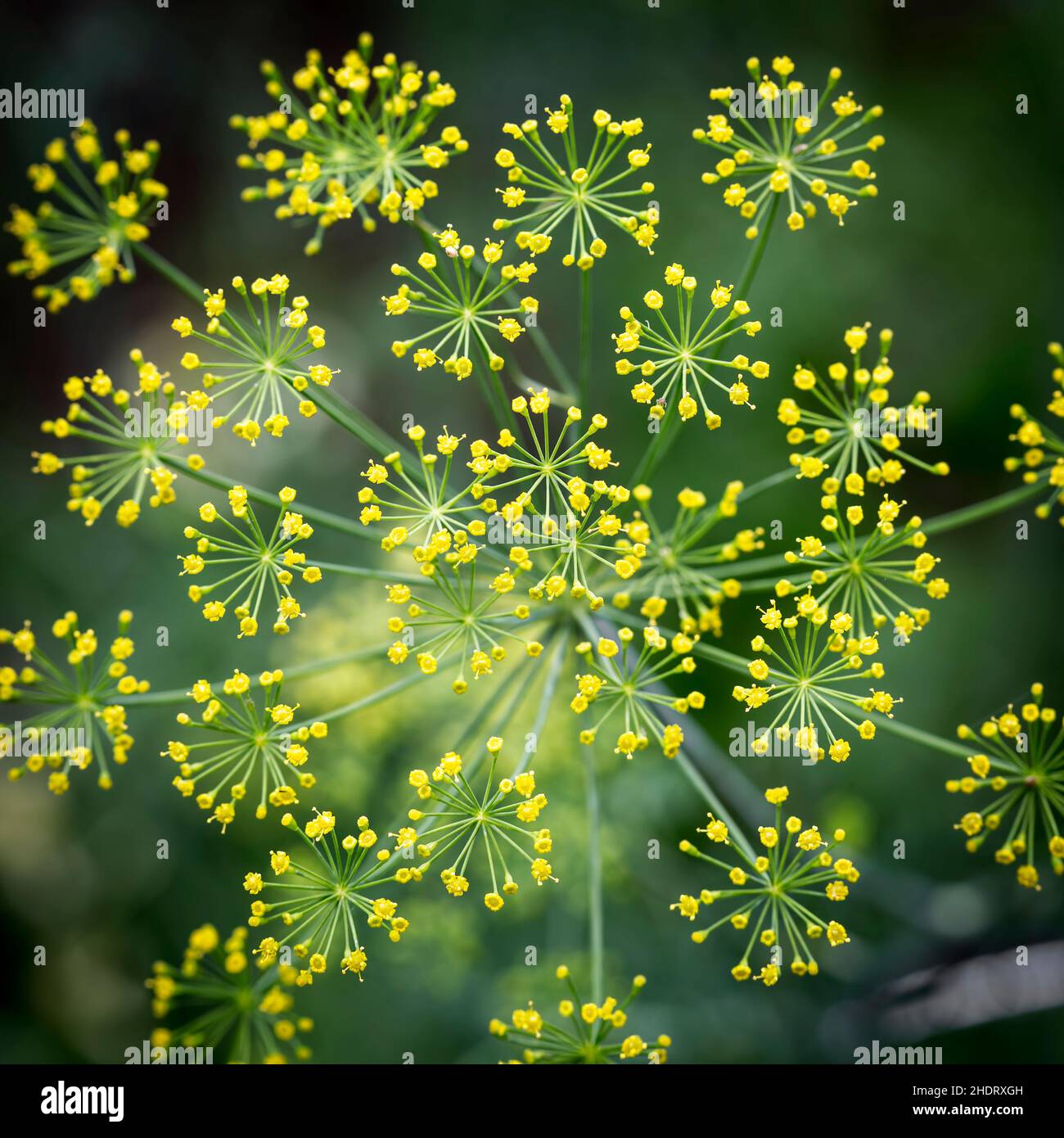 fleur d'aneth, fleurs d'aneth Banque D'Images