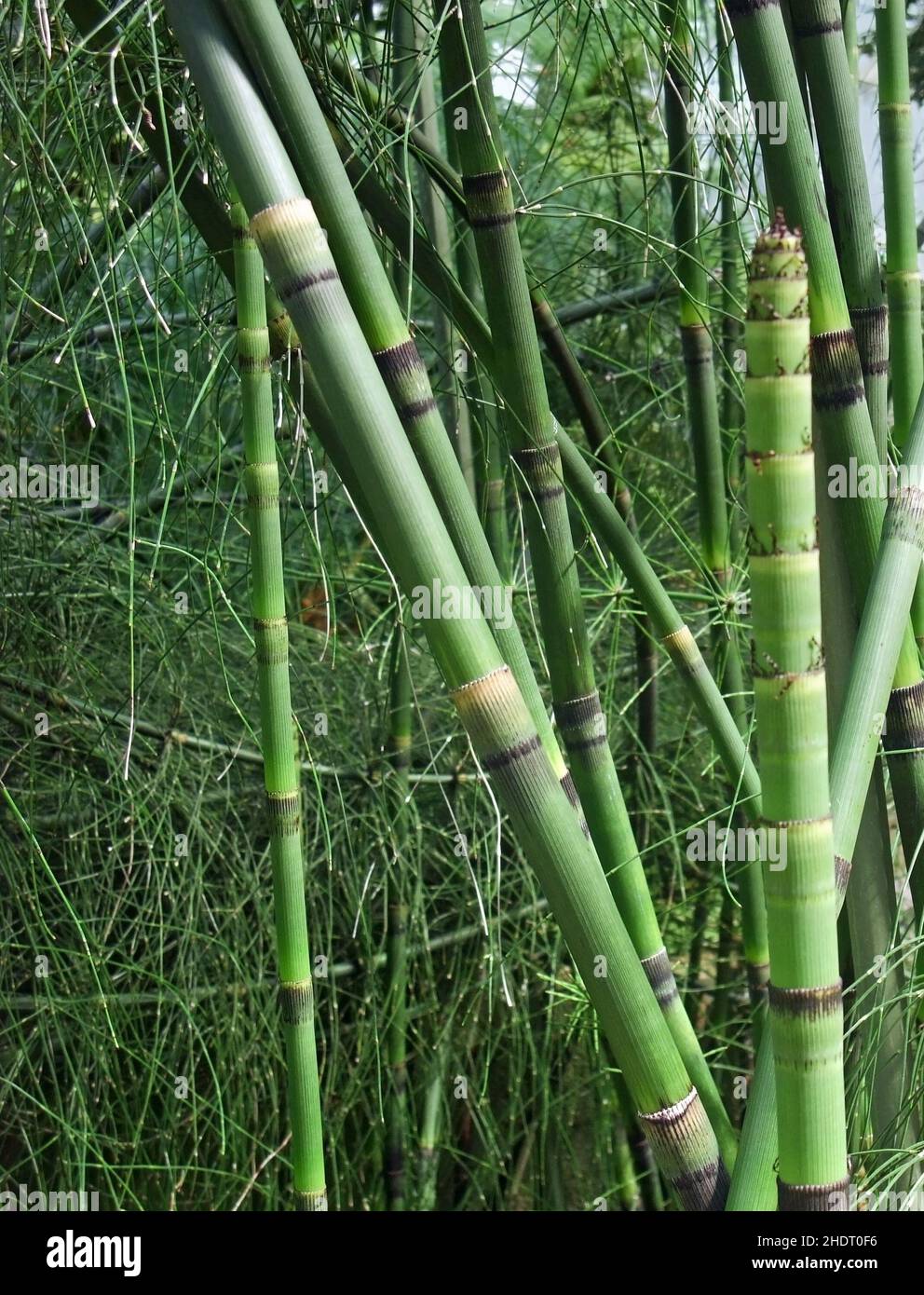 horsetail, horsetail Banque D'Images