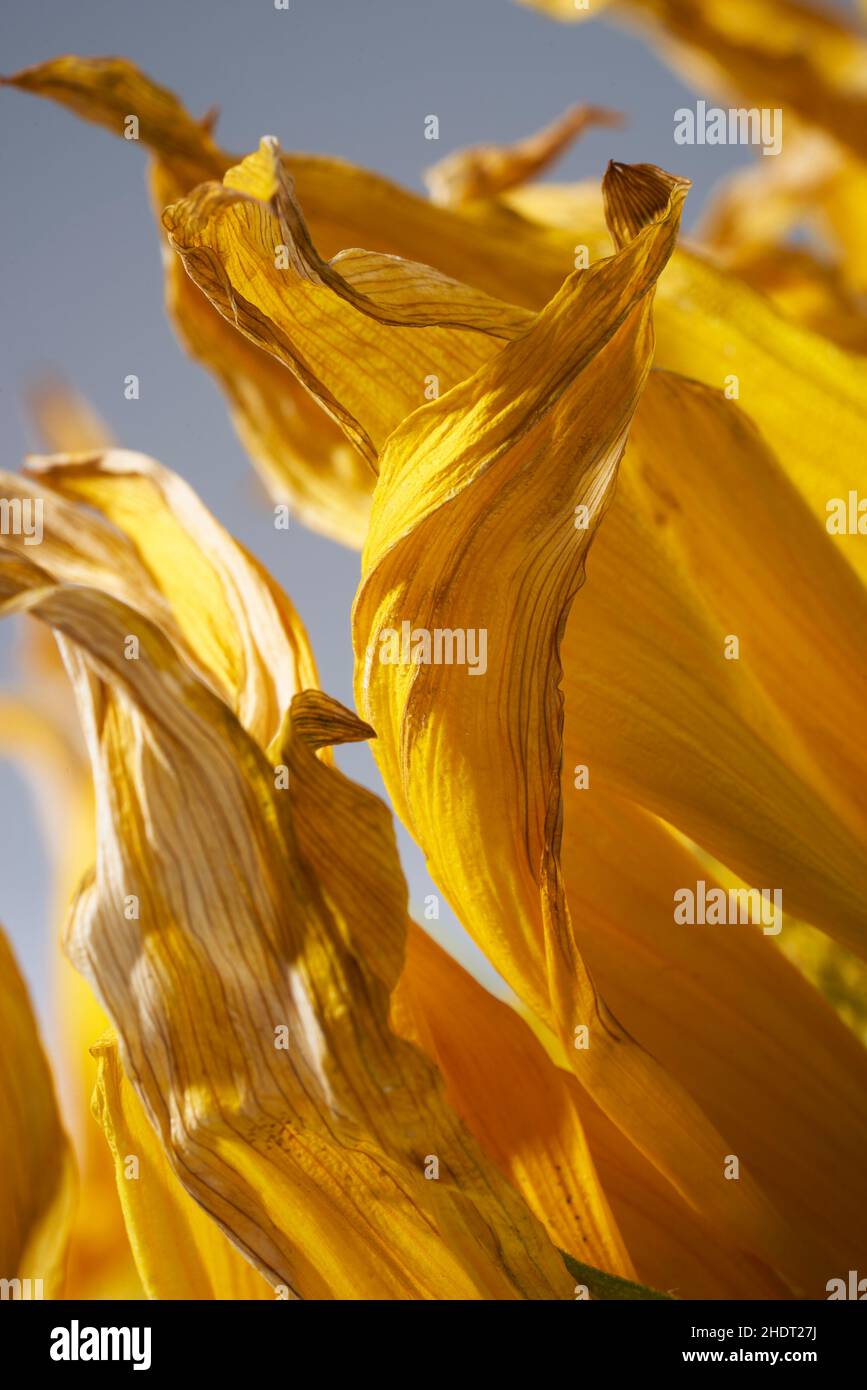 tournesol, pétale, tournesol, pétales Banque D'Images