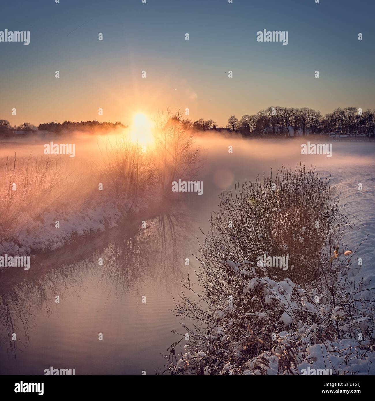 crépuscule à l'aube, brouillard, dawns, porcs Banque D'Images